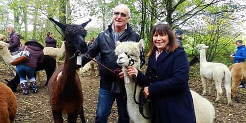 60% OFF - Derbyshire: 90-min Alpaca-Walking Experience!