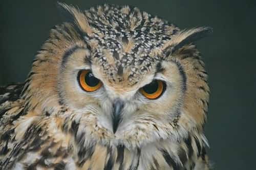 1/2 PRICE Entry to the Scottish Owl Centre for Two Adults - KIDS GO FREE!