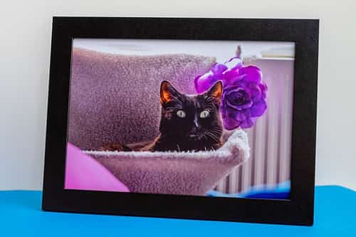 33% Off Pet Photography!
