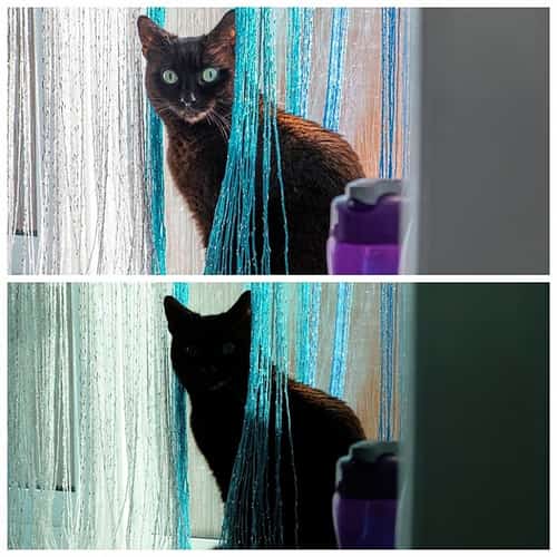 Get great photos of your black cat!
