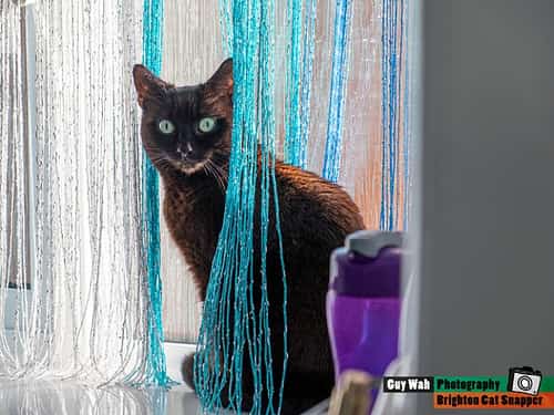 50% off Pet Photography - Snizl Exclusive Black Friday Deal - 48 hours only!