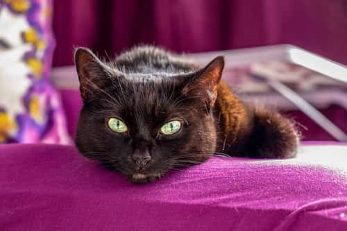 33% off the purrfect gift for the animal lover in your life!