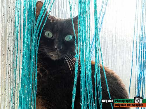 Learn how to take great pet photos AND win a pet photoshoot! (value £69)