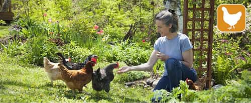 keeping chickens has seen a big rise in popularity...