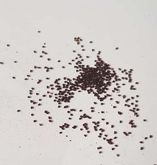 Poppy seeds