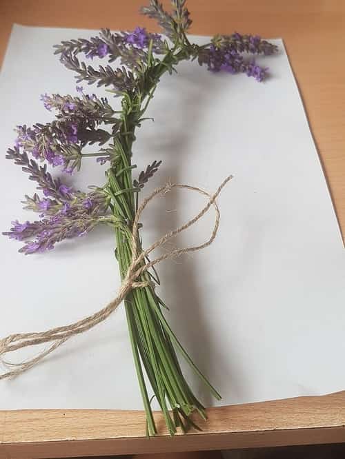 Bouquet of lavender