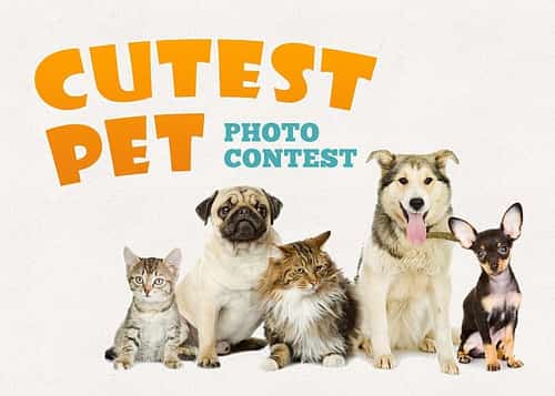 Win  mug  of your pet