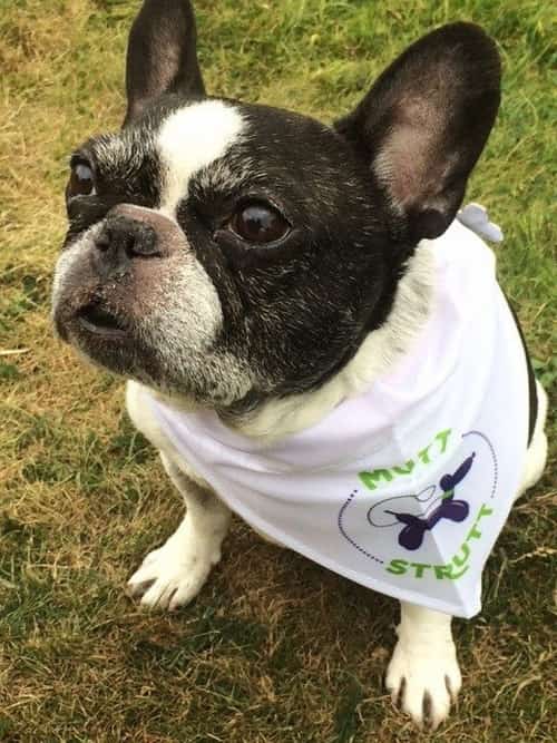 Mutt Strutt 2018