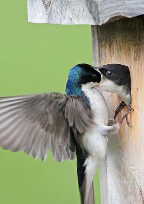 Make a Bird Box