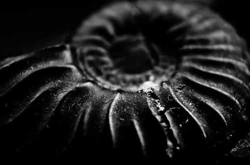 Fossil in Focus