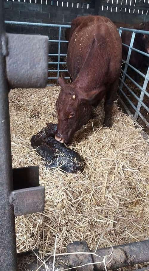 Open Farm Sunday 2018