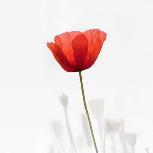 Festival of Remembrance