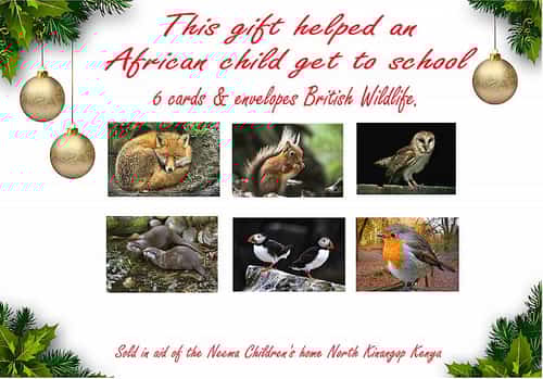 British wildlife greetings cards (set of 6) in christmas presentation see through envelope