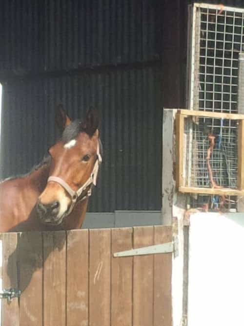 WIN a Free Half Hour Kids Club Horse Riding Session