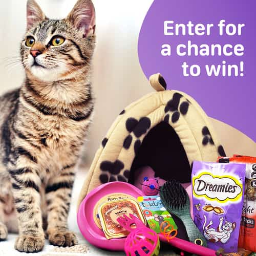WIN the Ultimate Cat Hamper full of toys and tasty treats