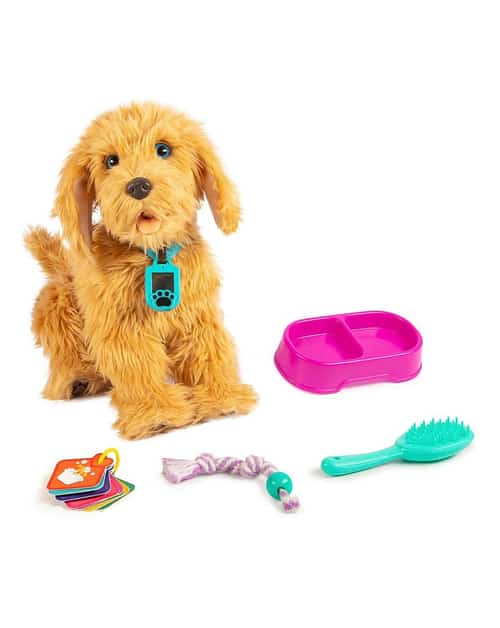 Moji The Loveable Labradoodle