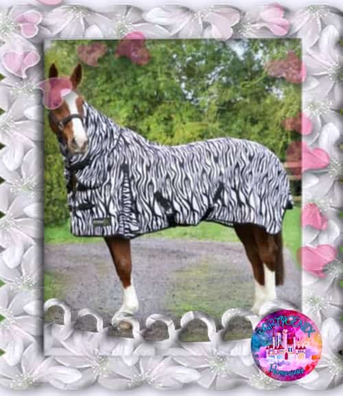 STORMX ORIGINAL ZEBRA PRINT FLY HORSE RUG