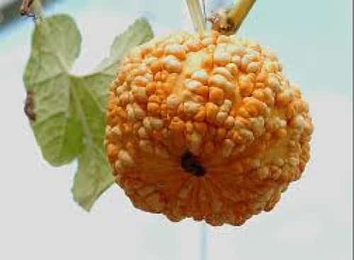 Ugly Fruit Melts Away FAT New Study Shows