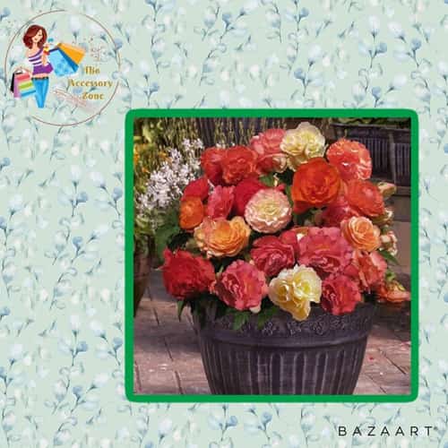 Begonia Heaven Scent x 10 Tubers £16.99