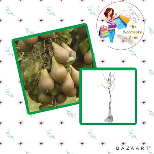 Pear 'Conference' Bare Root Tree £21.99