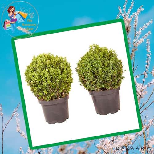 Pair of Buxus Balls 20-25cm Diameter £37.99