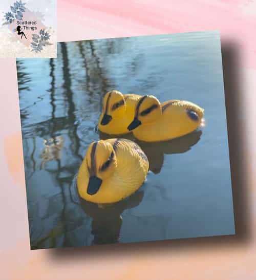 Yellow Ducklings (Set of 3) £11.58