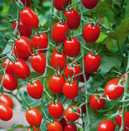Enjoy 10% off Vegetable Plants when you shop from our huge range!