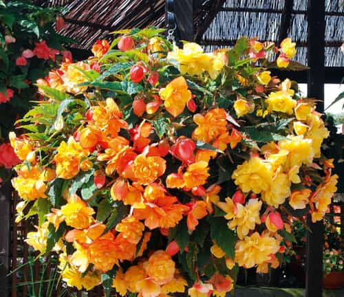 Enjoy 10% off our Garden Ready plug plants!