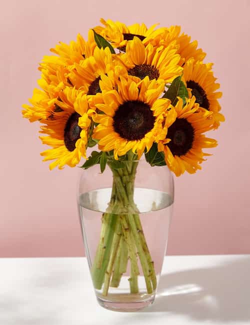 Brighten Your Space: Get 10% Off All Flowers and Plants!