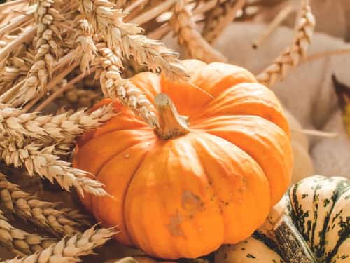 30 X pumpkin & carob dog biscuits buy 2 bags get one bag free