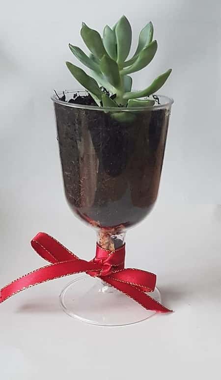 Plastic glass with succulent