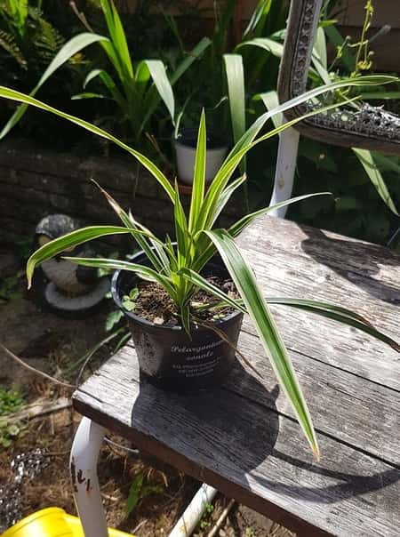 Garden plant - Carex morrowii