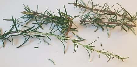 Fresh Cut To Order Organically Grown Aromatic Rosemary Herb