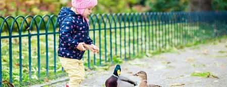 A Bird Walk Through Markeaton Park