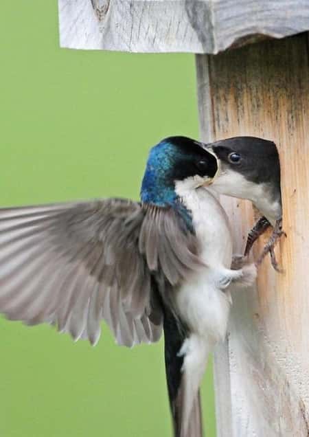 Make a Bird Box