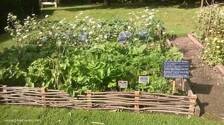 Donington Le Heath 1620's House and Garden