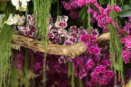 RHS Chatsworth Flower Show