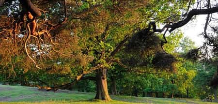Old park guided walk