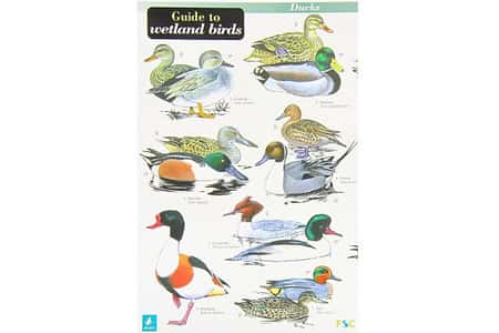 Birdwatching Trend 2021 - Guide To Wetland Birds: £4.00!