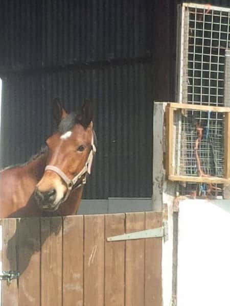 WIN a Free Half Hour Kids Club Horse Riding Session