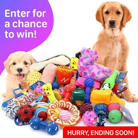 WIN this 12 Piece Assorted Dog Toy Bundle