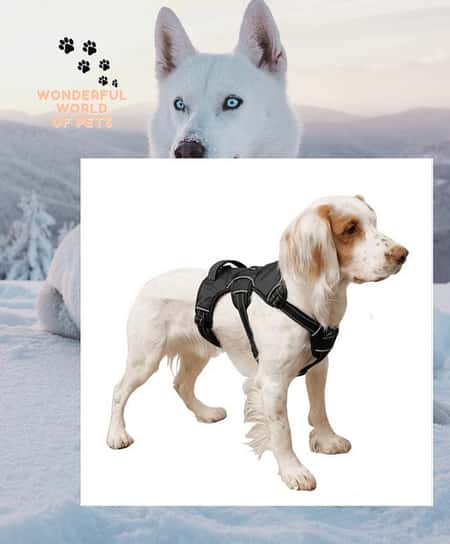 Miro & Makauri Trekker Dog Harness