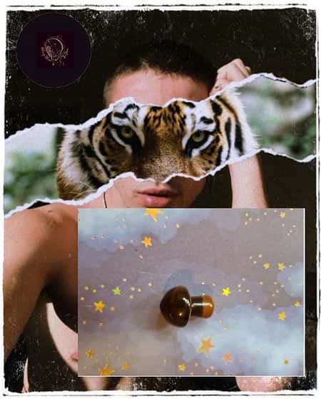 Mini Tiger's Eye Mushroom