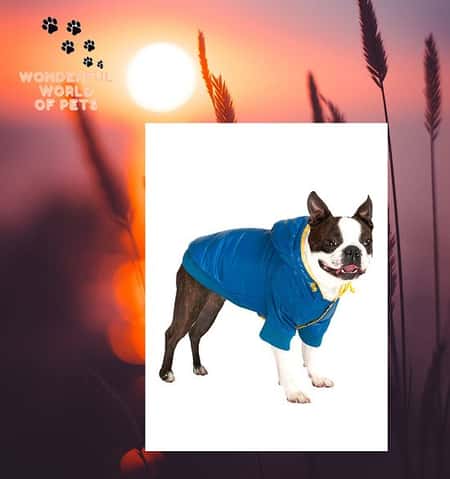 Blue Pathfinder Insulated Panel Jacket