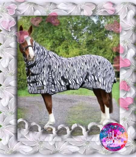STORMX ORIGINAL ZEBRA PRINT FLY HORSE RUG