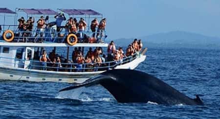Sri Lanka Travel Guide, Honeymoons & Travel Packages + Volunteer Packages