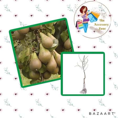 Pear 'Conference' Bare Root Tree £21.99