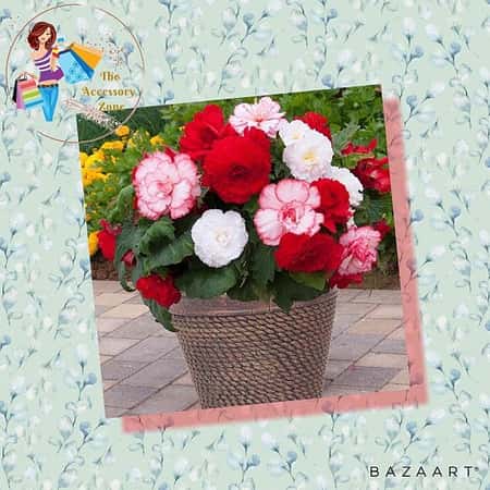 Begonia 'Majestic Romance' Mix x 12 Plug Plants £19.99