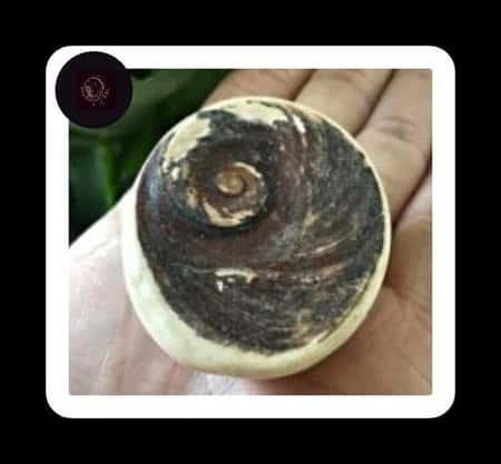 Shiva's Eye Store/FreeForms £9.99 In stock