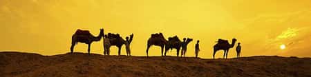 Royal Rajasthan Tour: 14 Days/13 Nights